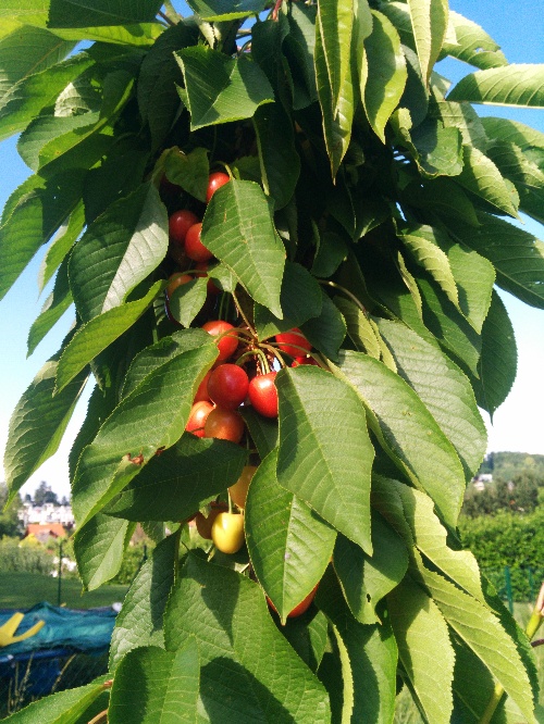 red cherries on a tree