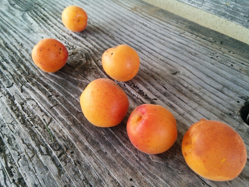ripe apricots on a wooden bench